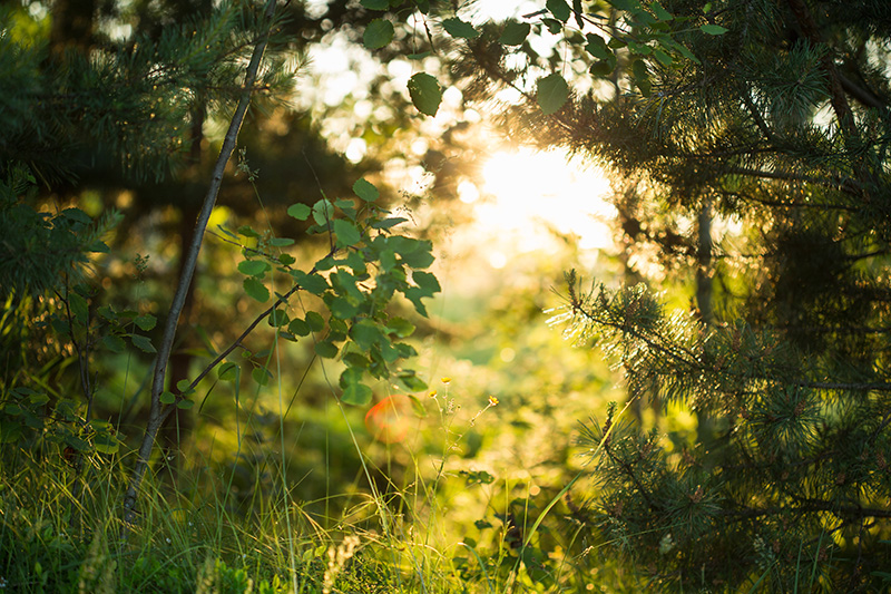 Sensommar Tips Lss